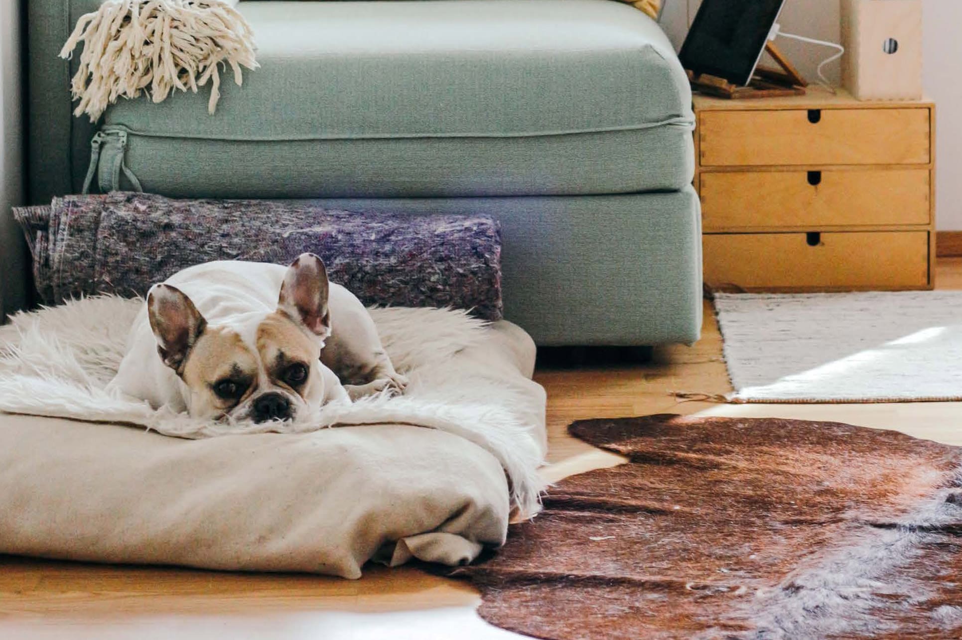 A French Bulldog lying on their bed in a cosy living room controlled by Wunda Smart heating system